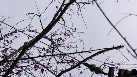 Plum blossom in winter season. (Cherry blossom)の写真素材