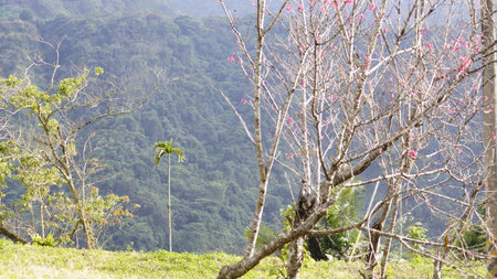 Cherry blossom tree in the morning at Phu Chi Fa, Chiang Rai, Thailandの写真素材