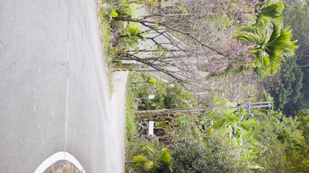 Road with green trees and plants in the park. Nature background.の写真素材