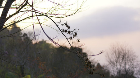 Dry tree branches in the autumn forest on a cloudy day.の写真素材