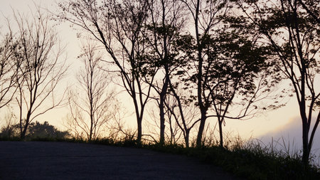 Silhouette of trees on the road in the morning, sunset