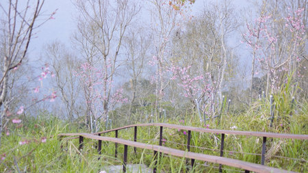 Peach blossom at Doi Inthanon National Park, Chiang Mai, Thailandの写真素材
