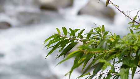 Green leaves of bamboo on the background of a mountain stream. Shallow depth of field.の写真素材