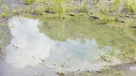 The surface of the water in a puddle with green grass.の写真素材
