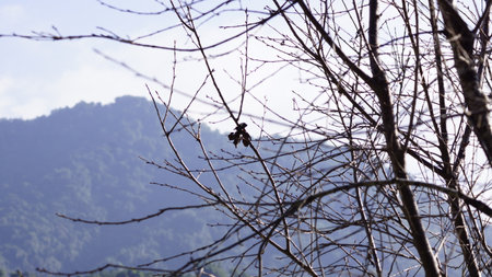 Branch of a tree on a background of a mountain landscape.の写真素材