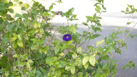 Purple morning glory flowers on a green bush in the garden.の写真素材