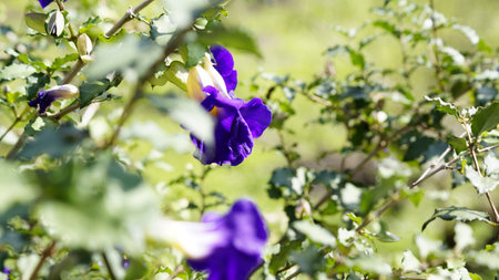 Purple Butterfly pea flower in the garden, nature background.