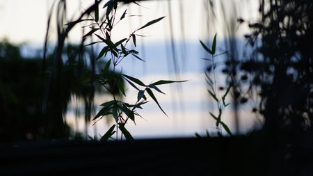 Bamboo leaves on the background of the sea and the sky at sunset.の写真素材