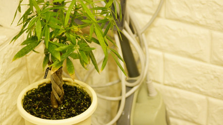 Green plant in a pot on the background of a white brick wallの写真素材
