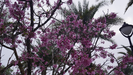 Cherry blossom, Prunus cerasoides, in Thailandの写真素材