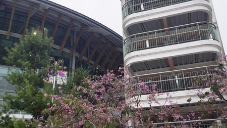 Cherry blossom in front of a modern building in Hong Kongの写真素材