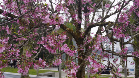 cherry blossom sakura in spring season,Thailand.の写真素材