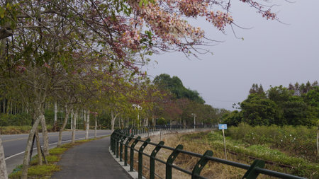 The road in the park is surrounded by trees and shrubs.の写真素材