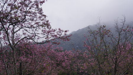 Wild Himalayan Cherry, Prunus cerasoides, Chiang Mai, Thailandの写真素材