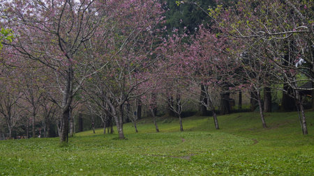 Cherry blossom in Chiangmai,Thailand.の写真素材
