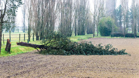 Felled tree in a rural environment near a farmhouse, Italy