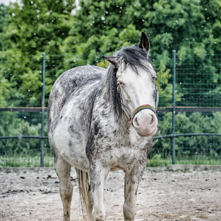 Detail of an horse in a dusty fieldの写真素材