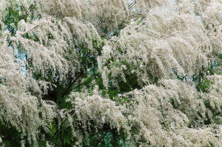 Background of a group of trees with white flowersの写真素材