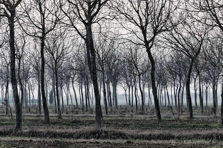 silhouette bare trees and branches in evening hours