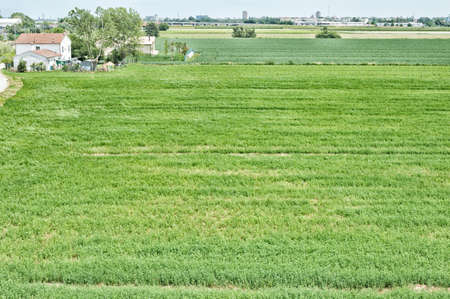 Countryhouse with a big field, north of Italy
