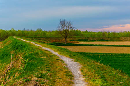 Really saturated landscape with a central tree without leavesの写真素材