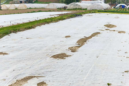 Texture of a cultivated field with a film for mulchingの写真素材