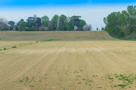 Texture of a cultivated field after the passage of tractors and sowingの写真素材