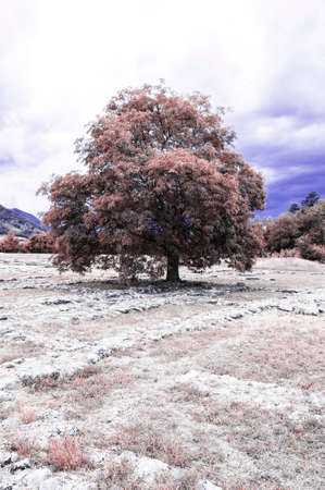 Tall tree isolated on an etruscan ruins field, infrared photo