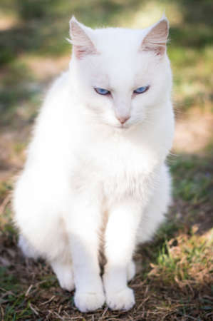 Closeup of a beauty cat sitting in frontの写真素材