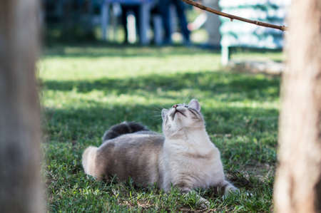 Closeup of a beauty cat sitting in frontの写真素材