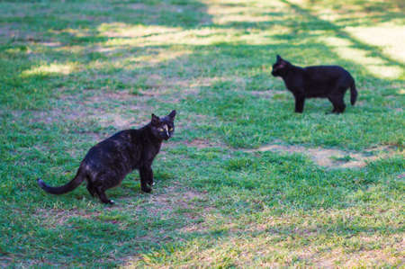 Closeup of beauty black cats sitting in front