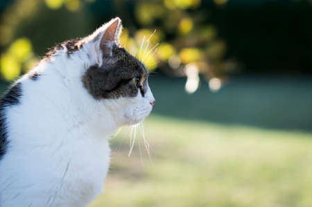 Closeup of a beauty cat sitting in frontの写真素材