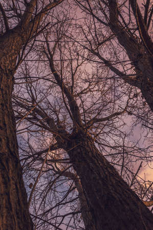 Bare trees, from the bottom to the top view, with colorful background