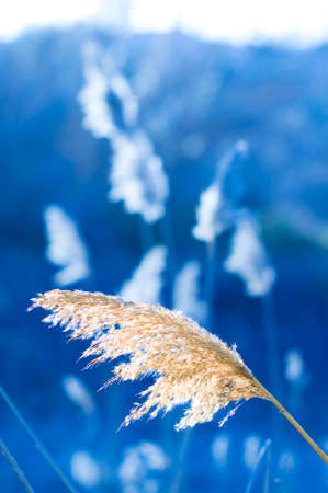 Close up of yellow brome in a blue backgroundの写真素材