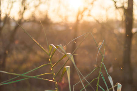 Detail of common reed at sunriseの写真素材