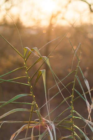 Detail of common reed at sunriseの写真素材