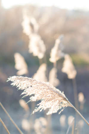Close up of yellow brome in a light backgroundの写真素材