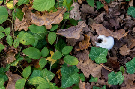 Detail of mushroom growing in an italian forest areaの写真素材