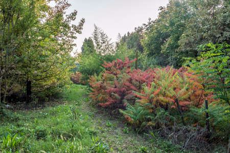 Rhus Typhina, ornamental plant with red leavesの写真素材