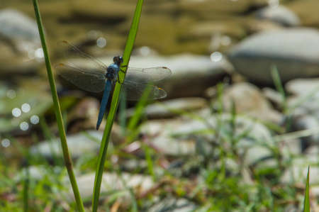 Close up of a blue dragonfly insect, near the riverの写真素材