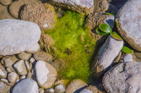 Close up on waspes group near the river