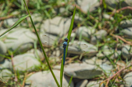 Close up of a blue dragonfly insect, near the riverの写真素材