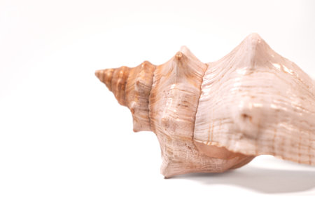 Seashells on a white background, close-up.の写真素材