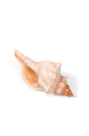 Seashell isolated on white background.の写真素材