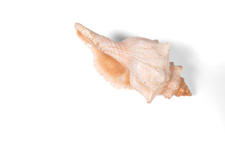 Seashell isolated on white background.の写真素材