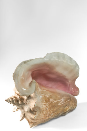 Seashell isolated on a white background. 3d render.の写真素材