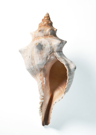 Seashell isolated on white background.の写真素材