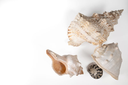 Seashells on a white background with space for text.の写真素材