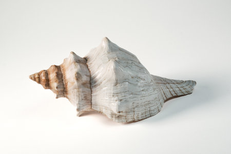 Sea shell isolated on white background.の写真素材