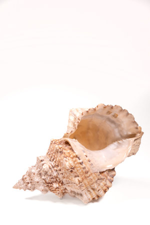 Seashell isolated on a white background. Studio photography of a sea shell.の写真素材